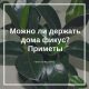 Приметы о домашнем фикусе каучуконосном: можно ли его держать в доме?