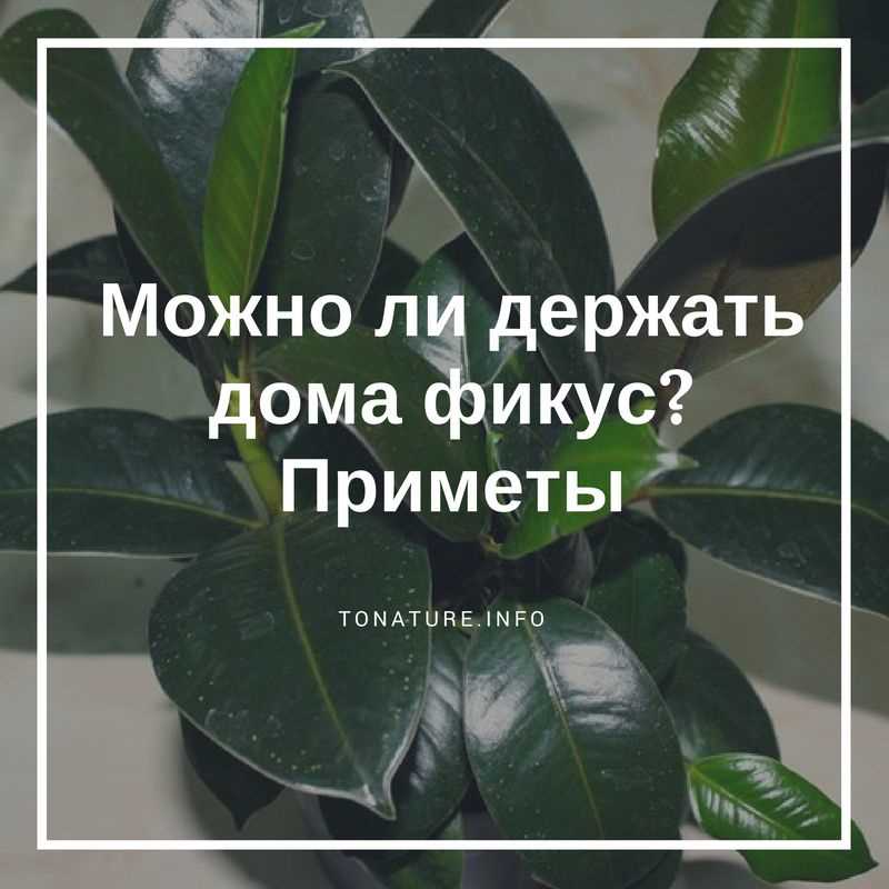 Можно ли держать дома фикус каучуконосный приметы?