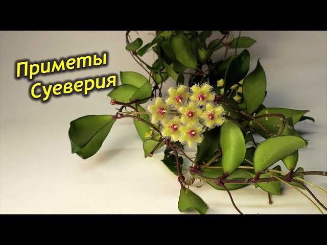 Преимущества держания пеперомии хойя дома