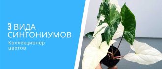 Приметы и суеверия: можно ли держать сингониум дома?