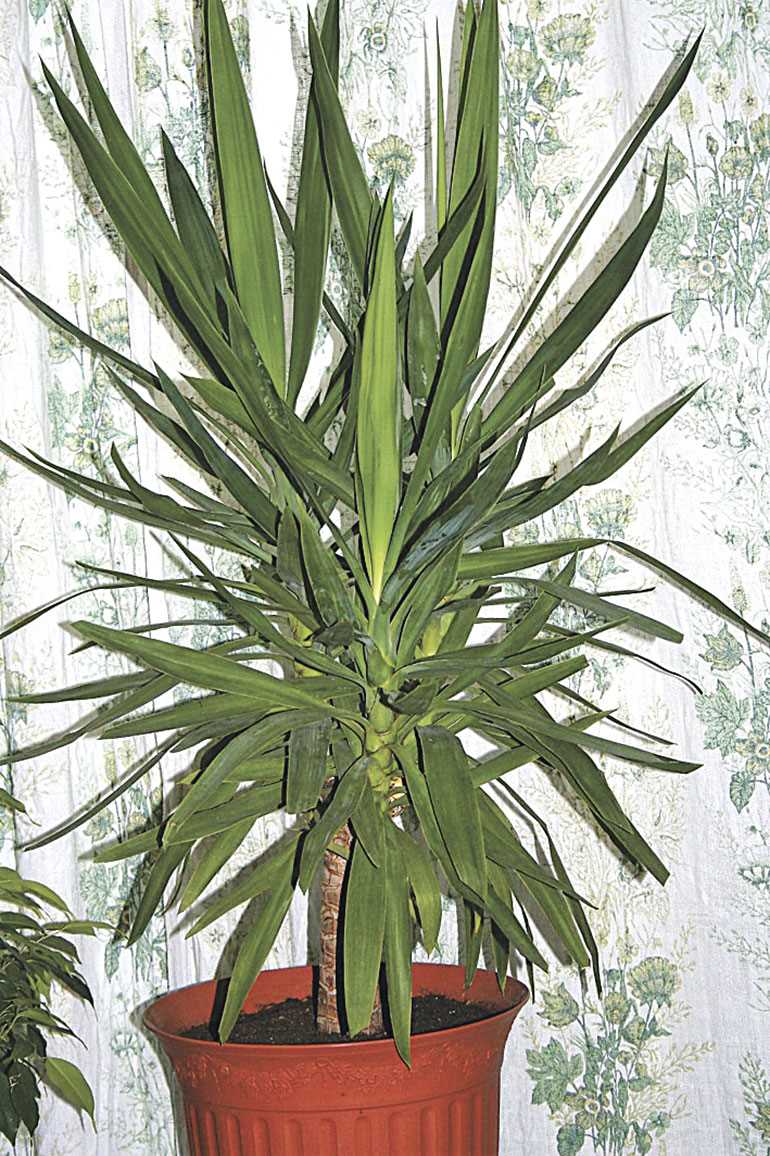 1. Юкка Канадская (Yucca filamentosa)