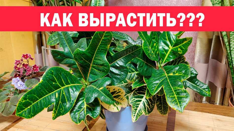 Список характеристик кротона: