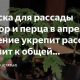 Домашние цветы: можно ли использовать азофоску для подкормки?