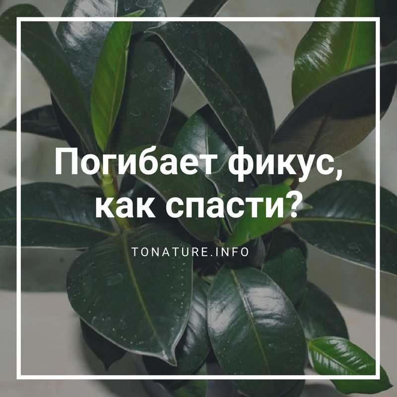 Можно ли фикус Бенджамина поставить в темное место?