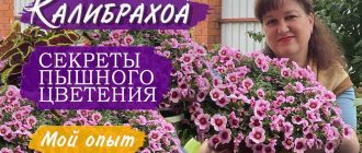 Можно ли выращивать калибрахоа в помещении? Идеальное комнатное растение?