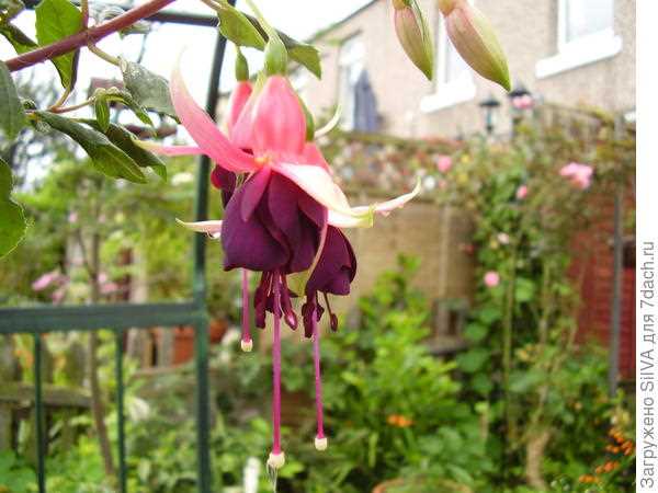 Fuchsia triphylla