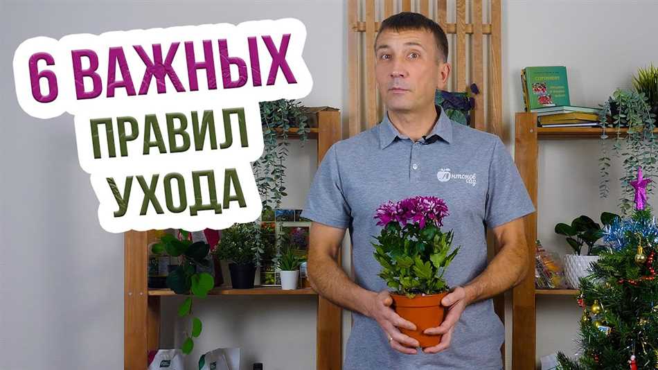 Выбор места для посадки хризантемы