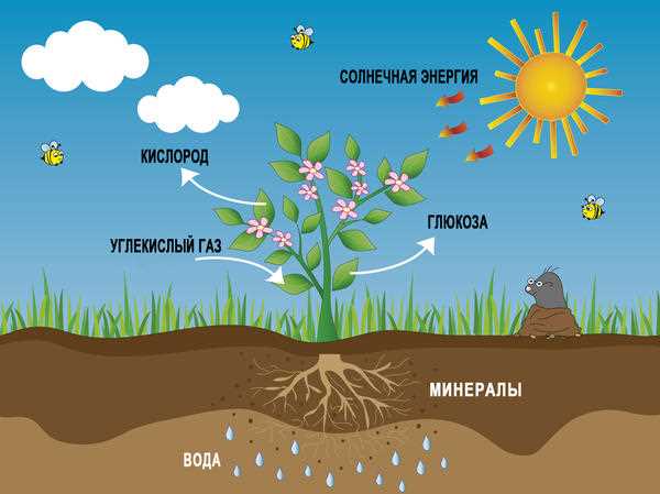 Влияние солнечного жаркого дня на опрыскивание растений