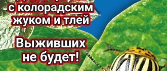 Можно ли обрабатывать капусту Корадо? - все о методах обработки урожая