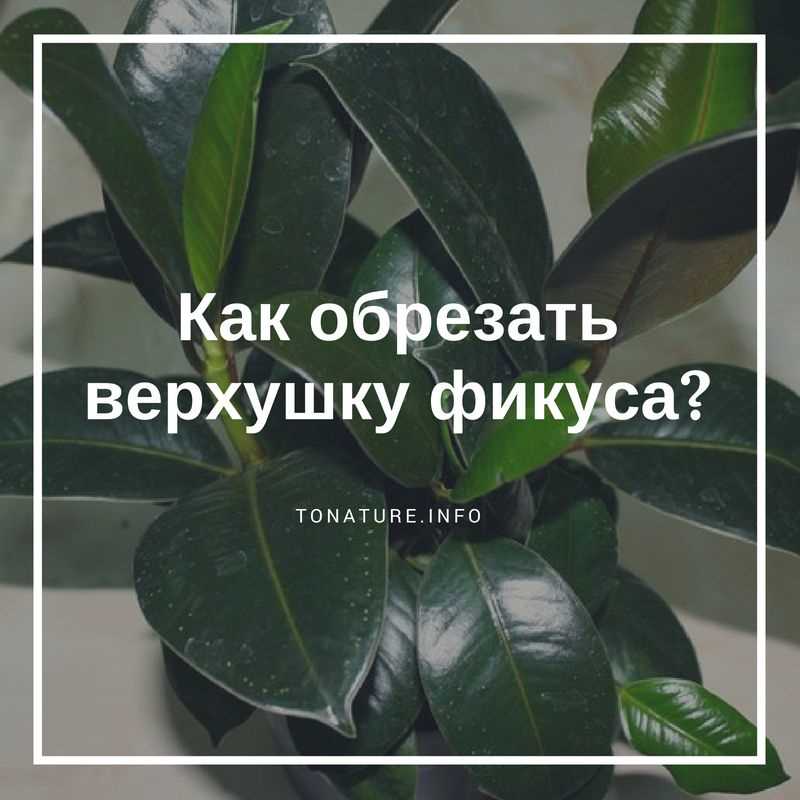 Зачем не стоит обрезать верхушку фикуса комнатного?