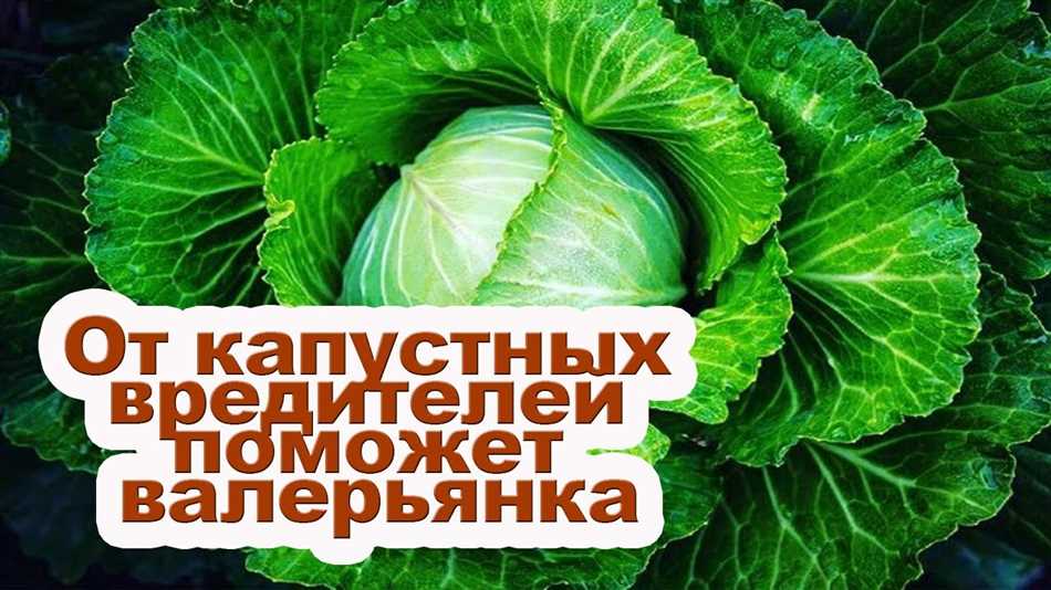 Возможности использования