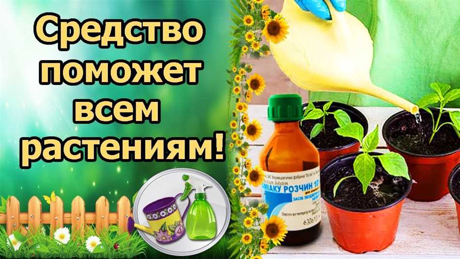 Опрыскивание домашних цветов нашатырным спиртом – целесообразно или нет?