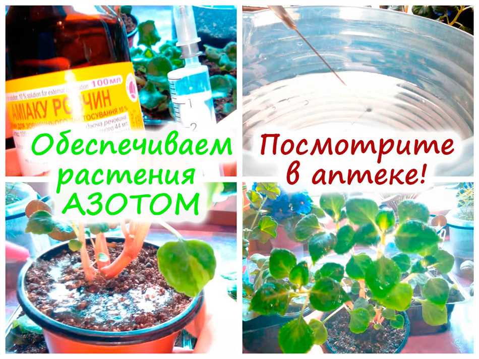 Польза опрыскивания растений нашатырным спиртом