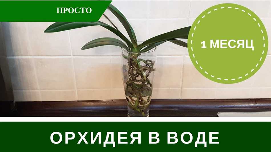 Недостатки оставления орхидеи в воде: