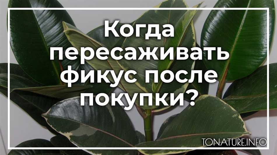 Как правильно пересаживать фикус?