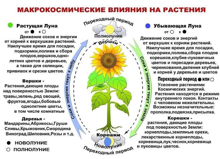 Преимущества и недостатки пересадки растений в июле