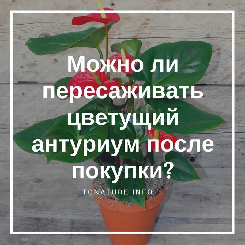 Как пересадить антуриум после покупки?