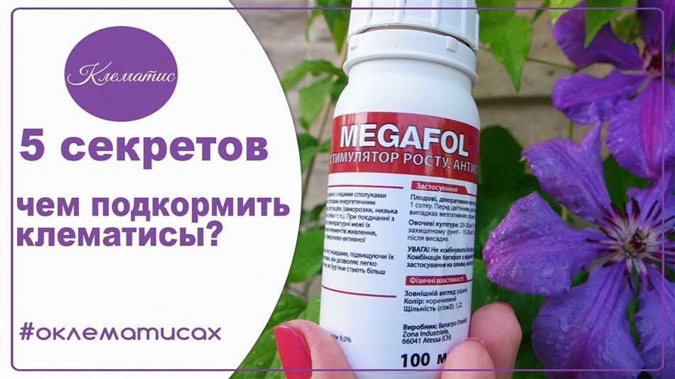 Можно ли подкармливать клематисы во время цветения?