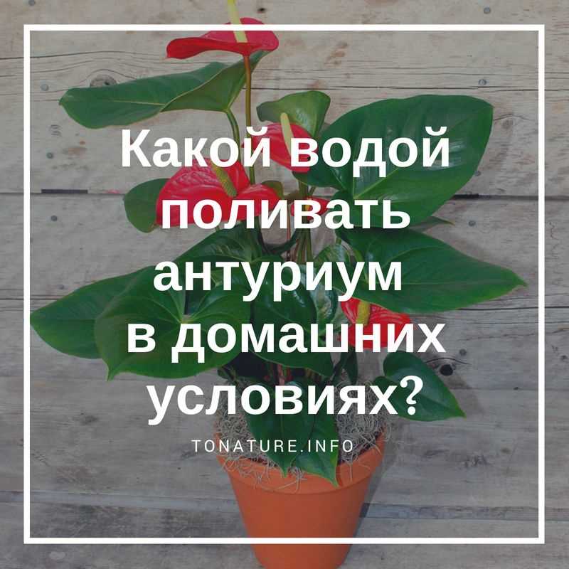 Особенности полива антуриума