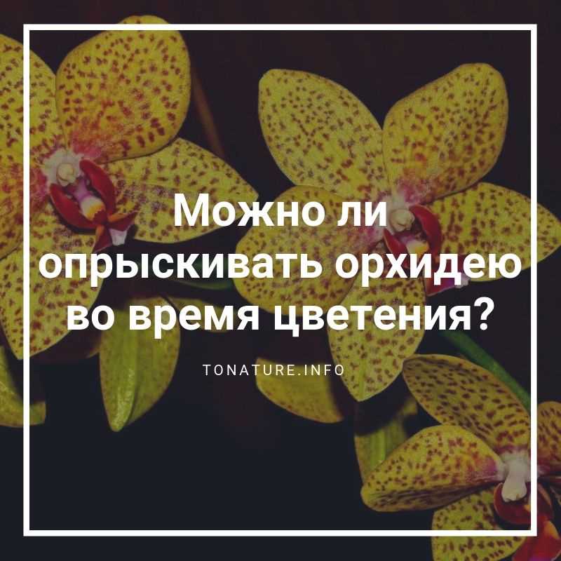 Поливание орхидеи после окончания цветения