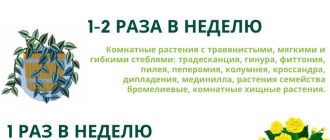 Можно ли поливать цветы каждый день?