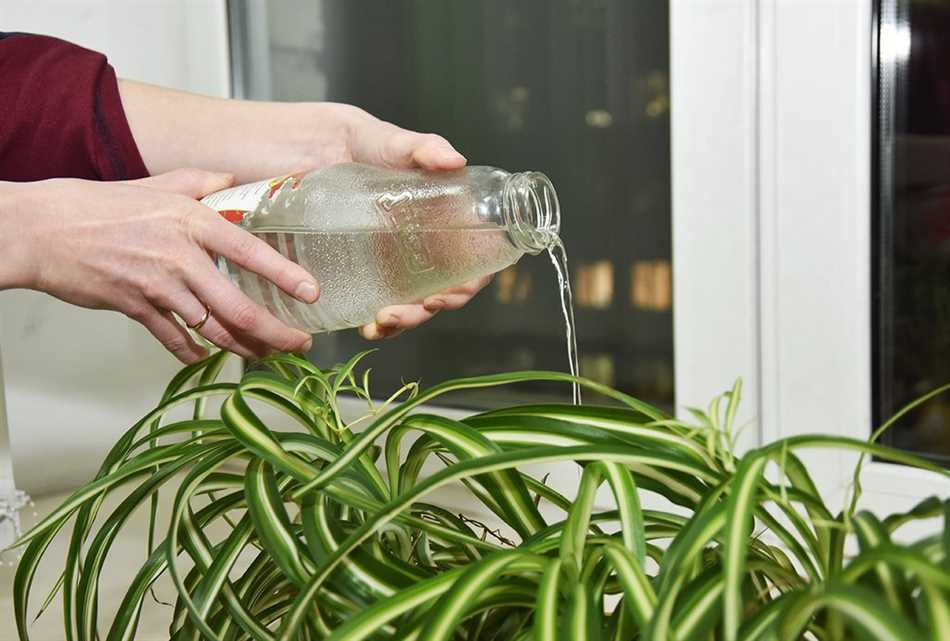 Цветы с повышенными потребностями в воде