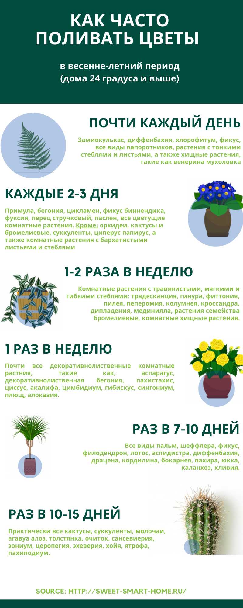 Можно ли поливать цветы каждый день?