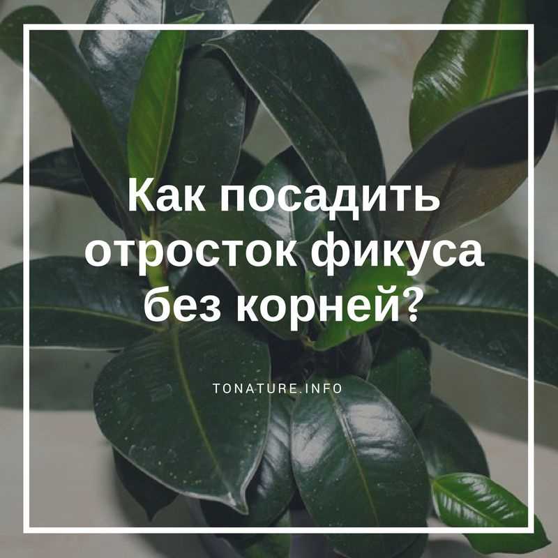 Можно ли посадить фикус без корней каучуконосного?