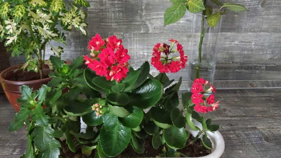 3. Каланхоэ Федшенса (Kalanchoe fedtschenkoi)