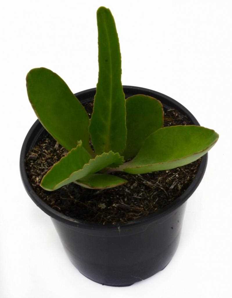 2. Каланхоэ Томпсона (Kalanchoe tomentosa)