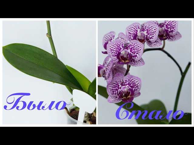 Как правильно поворачивать орхидею для равномерного роста?