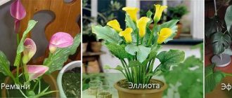 Можно ли садить дома каллы приметы?