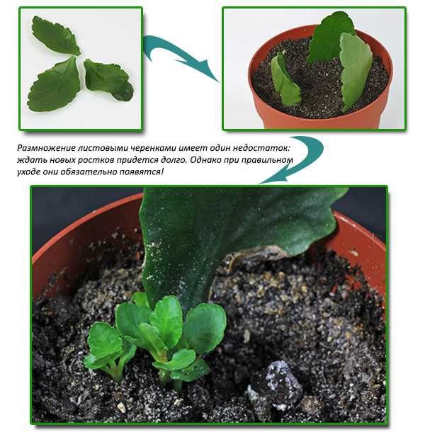 Посадка отростка каланхоэ без листьев