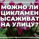 Цикламен на улице летом: выращивание и уход