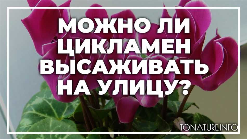 Можно ли цикламен выращивать на улице летом?