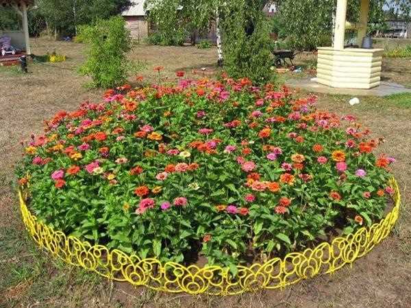 Можно ли цинии сажать под зиму в открытый грунт?