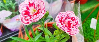 Можно ли выносить на лето домашние цветы: советы и рекомендации
