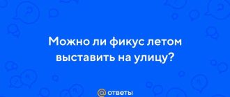 Можно ли выставить фикус на улицу летом?