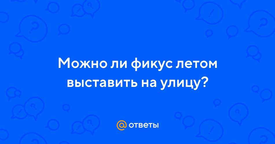 Можно ли выставить фикус на улицу летом?