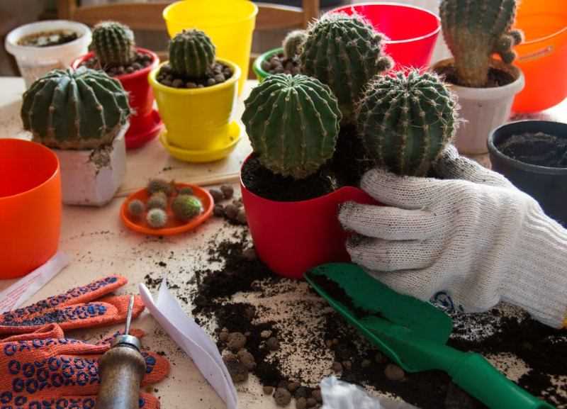 Can cacti be planted deeper when repotting?