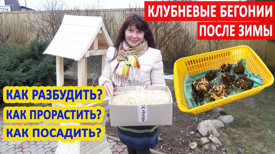 Выбор горшка для бегонии