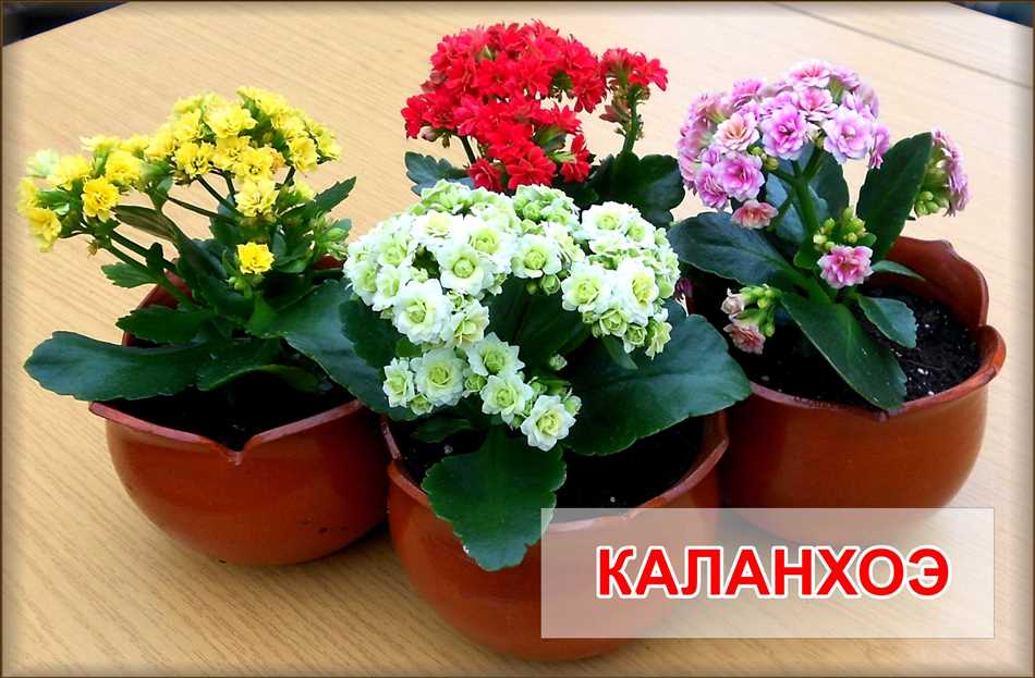 Каланхоэ Томсона (Kalanchoe tomentosa)