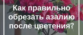 Надо ли обрезать азалию: советы и рекомендации