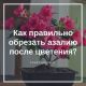 Надо ли обрезать азалию: советы и рекомендации