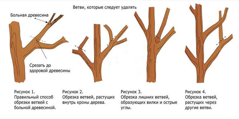 Преимущества обрезки чубушника весной