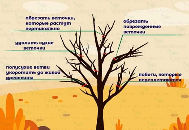 Вреды и преимущества обрезки чубушника весной