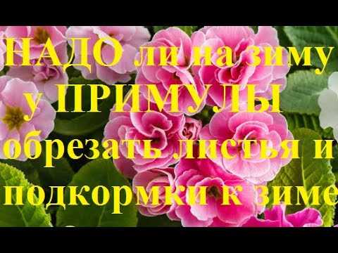 Примулы в летнее время: обрезать или не обрезать?