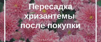 Нужно ли пересаживать хризантему после покупки?