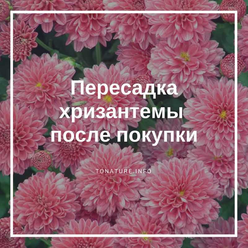 Надо ли пересаживать хризантему после покупки?