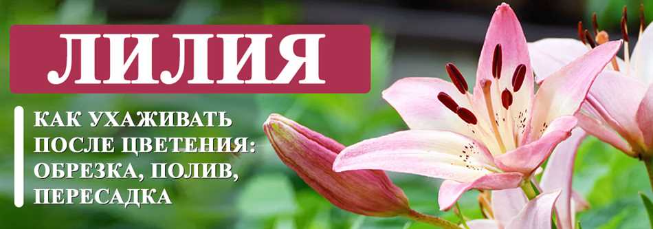 Надо ли выкапывать лилии после цветения в открытом грунте?